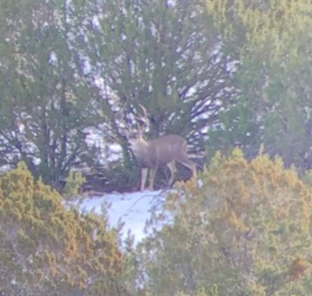 Screenshot_20190129-074543_Gallery