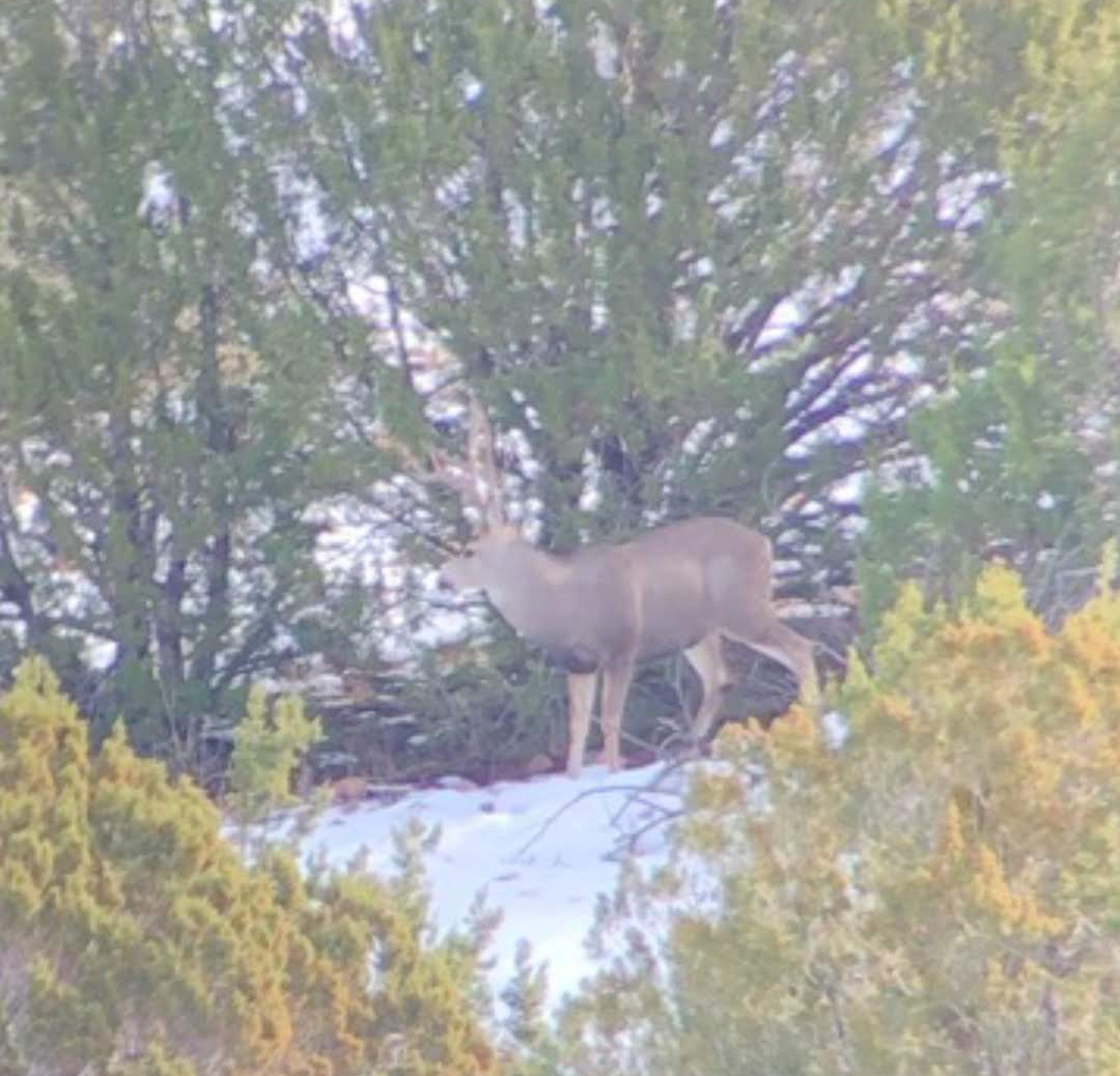 Screenshot_20190129-074552_Gallery